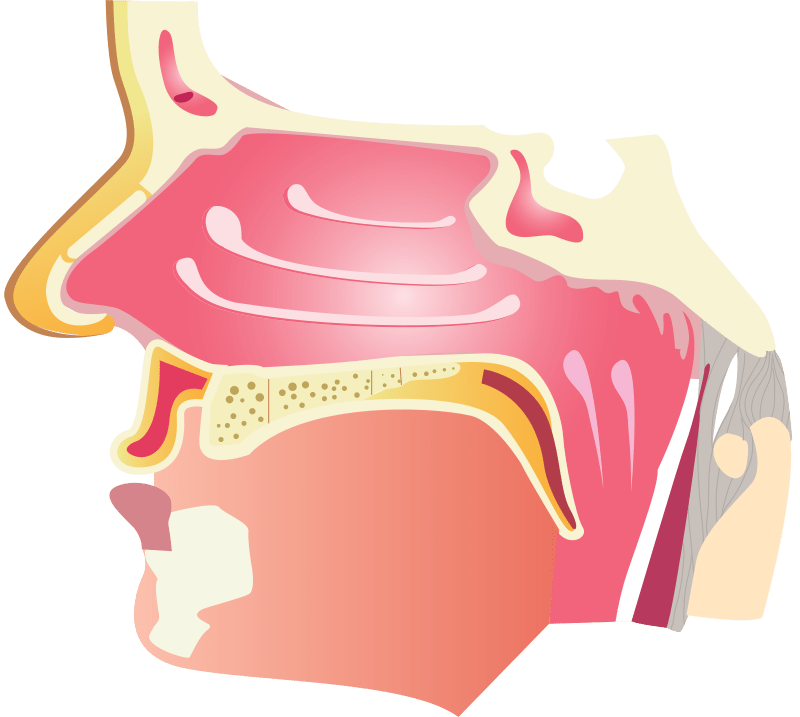 Approach Sb 3D model for closing the nasal mucosa in Endoscopic Endonasal ...